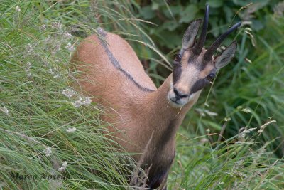 Chamois (Camoscio)