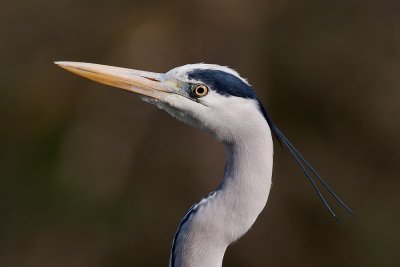 Grey Heron (Airone Cenerino)