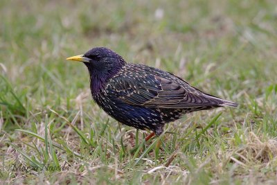 Starlings