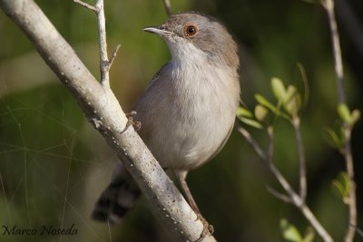 Sardinian Warbler (Occhiocotto)