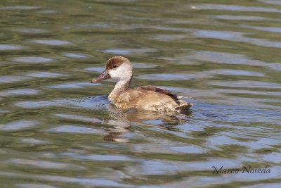 Red Crested Pochard (Fistione turco)