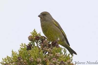 Geenfinch (Verdone)