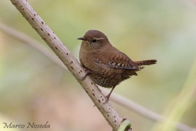 Wren (Scricciolo)