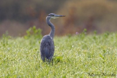 Grey Heron (Airone Cenerino)