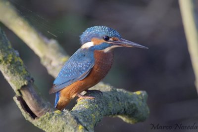 common Kingfisher (Martin Pescatore)