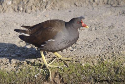 Moorhen (Gallinella dacqua)