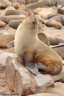 Seal (Otaria)