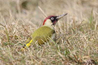 Green Woodpecker (Picchio verde)