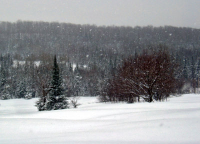 albanyfields