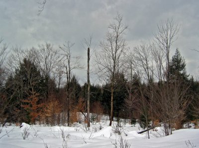 wolcottmeadows