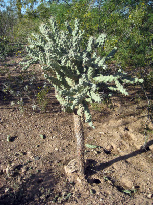 Desert Botanical Garden