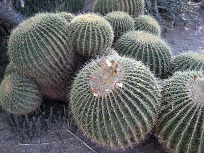 Desert Botanical Garden