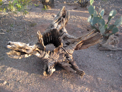Desert Botanical Garden