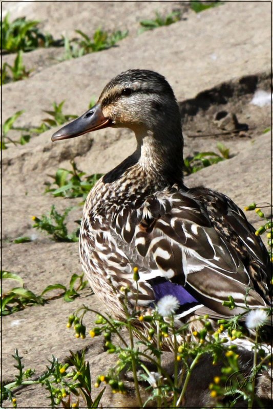 Mallard