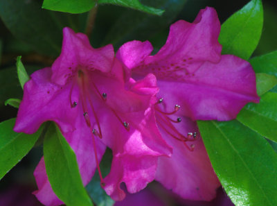 Azalea