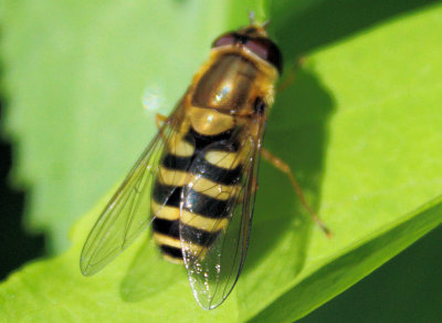 Stripey - is it a Wasp or a Hoverfly