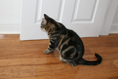 Tabby waiting for the door