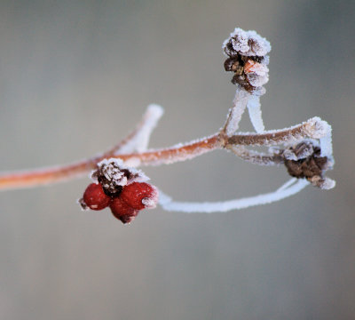 Frost on a bud