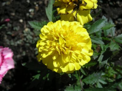 Marigold