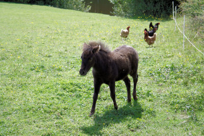 Pony foal