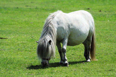 Pony fat