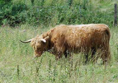 Highland Cattle 01