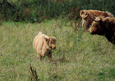 Highland Cattle 02