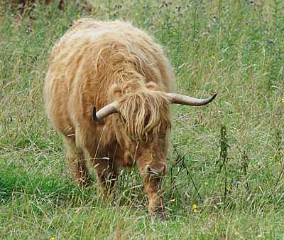 Highland Cattle 03