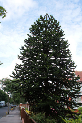 Monkey Puzzle