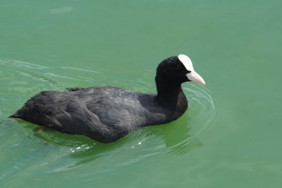 Coot in Preston Marina