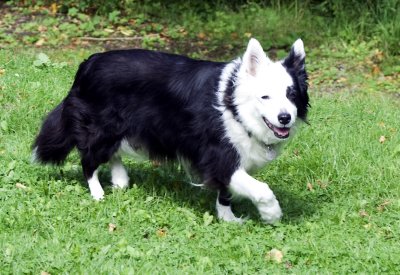 Patch