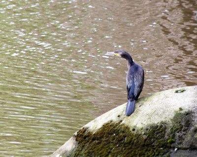 Cormorant