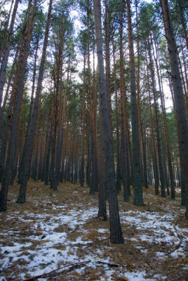 Valsain-Dic-2008-007.jpg