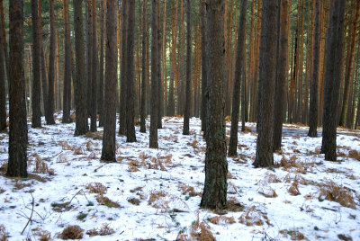 Valsain-Dic-2008-008.jpg