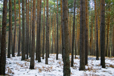 Valsain-Dic-2008-009.jpg