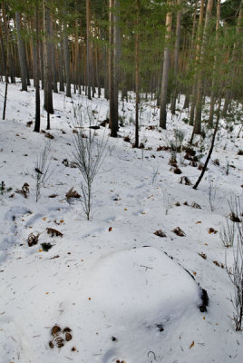 Valsain-Dic-2008-018.jpg