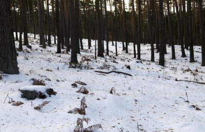Valsain-Dic-2008-021.jpg