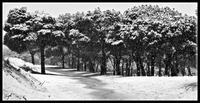 Pozuelo nieve -enero 2009-168.jpg