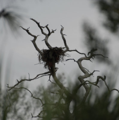 Bald Eagle Nest - Honeymoon Island FL.jpg