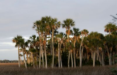 Wild Palms.jpg