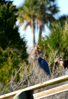 Little Blue Heron1.jpg