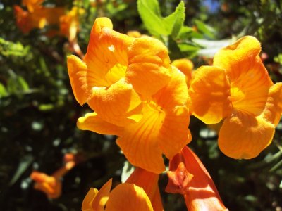 Orange Jubilee