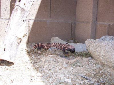 Gila Monster