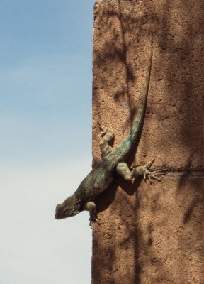 Desert Spiny Lizard