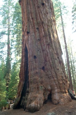 Sequoia National Forest