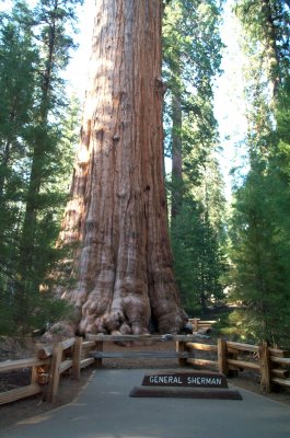 Sequoia National Forest, General Sherman