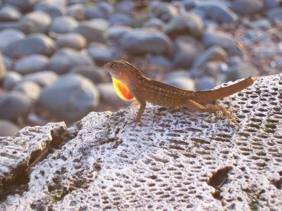 Disheveled Lizard in Epcot at Disney World