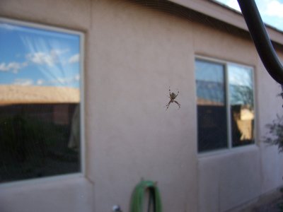 Mystery Spider in Backyard