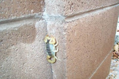 Scorpion in Backyard 2003