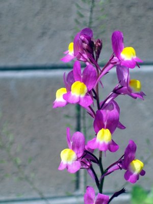 Backyard Wild Flowers